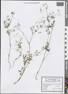 Anthriscus cerefolium (L.) Hoffm., South Asia, South Asia (Asia outside ex-Soviet states and Mongolia) (ASIA) (Iran)