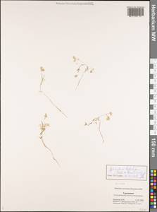 Pimpinella leptoclada (Aitch. & Hemsl.) Mousavi, Mozaff. & Zarre, Middle Asia, Karakum (M6) (Turkmenistan)