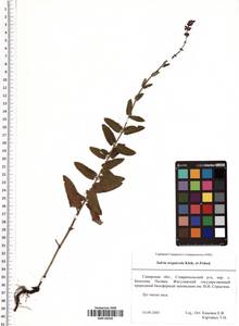 Salvia nemorosa subsp. pseudosylvestris (Stapf) Bornm., Eastern Europe, Middle Volga region (E8) (Russia)
