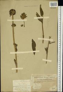 Campanula cervicaria L., Eastern Europe, Middle Volga region (E8) (Russia)