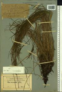 Carex micrantha Kük., Siberia, Russian Far East (S6) (Russia)