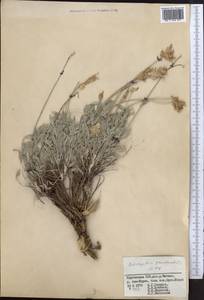 Astragalus pseudonobilis Popov, Middle Asia, Western Tian Shan & Karatau (M3) (Kyrgyzstan)