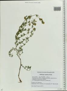 Medicago falcata subsp. falcata, Eastern Europe, Eastern region (E10) (Russia)