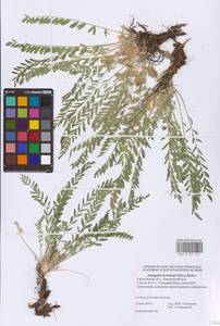 Astragalus buchtormensis Pall., Eastern Europe, Lower Volga region (E9) (Russia)