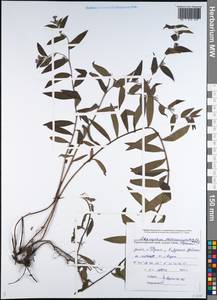 Aegonychon purpurocaeruleum (L.) Holub, Caucasus, Black Sea Shore (from Novorossiysk to Adler) (K3) (Russia)