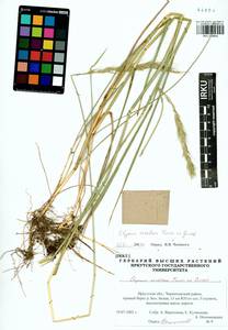 Elymus dahuricus Griseb., Siberia, Baikal & Transbaikal region (S4) (Russia)