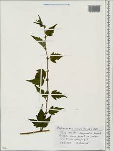 Neillia incisa (Thunb.) S.H.Oh, Eastern Europe, Moscow region (E4a) (Russia)