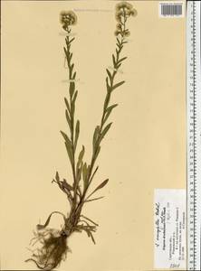 Erigeron macrophyllus Herbich, Eastern Europe, Lower Volga region (E9) (Russia)