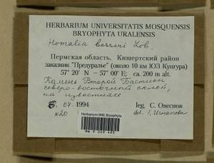 Alleniella besseri (Lobarz.) S. Olsson, Enroth & D. Quandt, Bryophytes, Bryophytes - Permsky Krai, Udmurt Republic, Sverdlovsk & Kirov Oblasts (B8) (Russia)