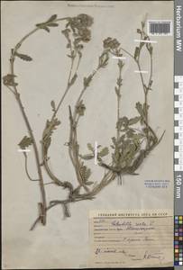 Potentilla recta L., Middle Asia, Western Tian Shan & Karatau (M3) (Uzbekistan)