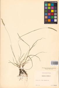 Cynosurus cristatus L., Eastern Europe, South Ukrainian region (E12) (Ukraine)