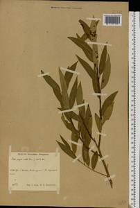 Salix × rubens Schrank, Eastern Europe, Central region (E4) (Russia)