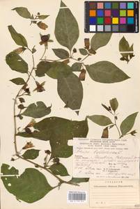 MHA 0 158 565, Atropa belladonna L., Eastern Europe, West Ukrainian region (E13) (Ukraine)