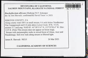 Brachythecium albicans (Hedw.) Schimp., Bryophytes, Bryophytes - America (BAm) (United States)