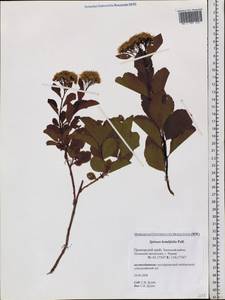 Spiraea betulifolia, Siberia, Russian Far East (S6) (Russia)