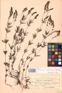 MHA 0 160 253, Veronica austriaca subsp. jacquinii (Baumg.) Watzl, Eastern Europe, Central forest-and-steppe region (E6) (Russia)