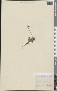 Draba oxycarpa Sommerf., Western Europe (EUR) (Norway)
