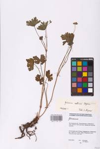 Geranium collinum Stephan ex Willd., Eastern Europe, Lower Volga region (E9) (Russia)