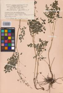Thalictrum foetidum L., Eastern Europe, Eastern region (E10) (Russia)