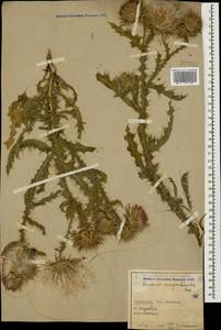 Carduus onopordioides Fisch. ex M. Bieb., Caucasus, Azerbaijan (K6) (Azerbaijan)