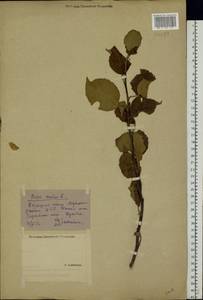 Malus sylvestris Mill., Eastern Europe, Central forest-and-steppe region (E6) (Russia)