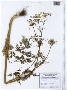 Chaerophyllum bulbosum L., South Asia, South Asia (Asia outside ex-Soviet states and Mongolia) (ASIA) (Turkey)