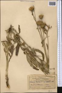 Centaurea adpressa Ledeb., Middle Asia, Northern & Central Tian Shan (M4) (Kazakhstan)