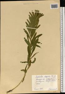 Euphorbia stepposa Zoz ex Prokh., Eastern Europe, South Ukrainian region (E12) (Ukraine)