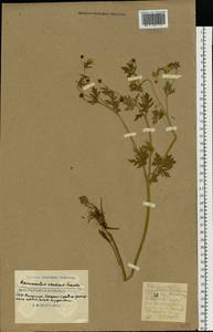 Ranunculus sardous Crantz, Eastern Europe, South Ukrainian region (E12) (Ukraine)