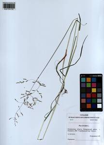 Poa trivialis L., Siberia, Altai & Sayany Mountains (S2) (Russia)