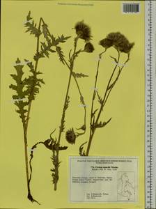 Cirsium maackii Maxim., Siberia, Russian Far East (S6) (Russia)