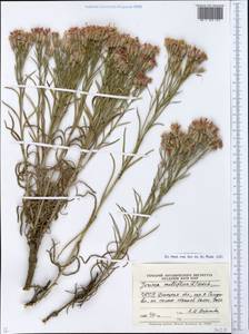 Jurinea multiflora (L.) B. Fedtsch., Eastern Europe, South Ukrainian region (E12) (Ukraine)