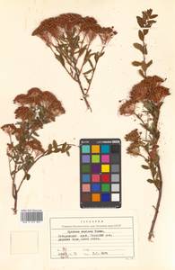 Spiraea media Schmidt, Siberia, Russian Far East (S6) (Russia)