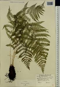 Athyrium filix-femina (L.) Roth, Eastern Europe, Moscow region (E4a) (Russia)
