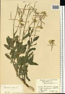 Brassica napus L., Eastern Europe, Moscow region (E4a) (Russia)