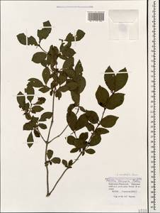Lonicera caucasica subsp. orientalis (Lam.) D. F. Chamb. & Long, Caucasus, Stavropol Krai, Karachay-Cherkessia & Kabardino-Balkaria (K1b) (Russia)