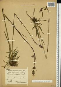 Viscaria vulgaris Röhl., Eastern Europe, North-Western region (E2) (Russia)