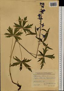 Delphinium elatum L., Siberia, Yakutia (S5) (Russia)