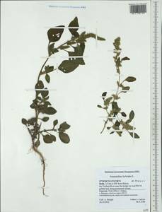 Amaranthus hybridus L., Western Europe (EUR) (Italy)