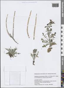 Matthiola odoratissima (Pall. ex M.Bieb.) W.T.Aiton, Crimea (KRYM) (Russia)