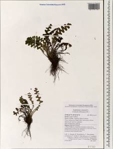 Asplenium ceterach subsp. ceterach, South Asia, South Asia (Asia outside ex-Soviet states and Mongolia) (ASIA) (Israel)