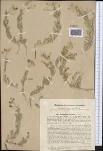 Haplophyllum versicolor Fisch. & C. A. Mey., Middle Asia, Syr-Darian deserts & Kyzylkum (M7)