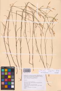 Dianthus campestris M.Bieb., Eastern Europe, Lower Volga region (E9) (Russia)