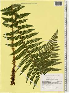 Polystichum setiferum (Forssk.) Moore ex Woyn., Caucasus, Krasnodar Krai & Adygea (K1a) (Russia)