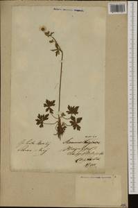 Ranunculus acris L., Eastern Europe, Lithuania (E2a) (Lithuania)