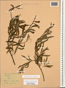 Salix excelsa J.F.Gmel., Caucasus, Armenia (K5) (Armenia)