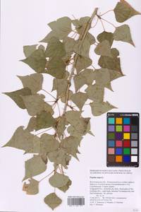 Populus nigra L., Eastern Europe, Lower Volga region (E9) (Russia)