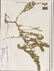 Atriplex canescens (Pursh) Nutt., South Asia, South Asia (Asia outside ex-Soviet states and Mongolia) (ASIA) (Israel)