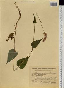 Bistorta officinalis subsp. pacifica (Petrov ex Kom.) Yonek., Siberia, Russian Far East (S6) (Russia)