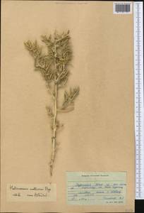 Halimocnemis mollissima Bunge, Middle Asia, Karakum (M6) (Turkmenistan)